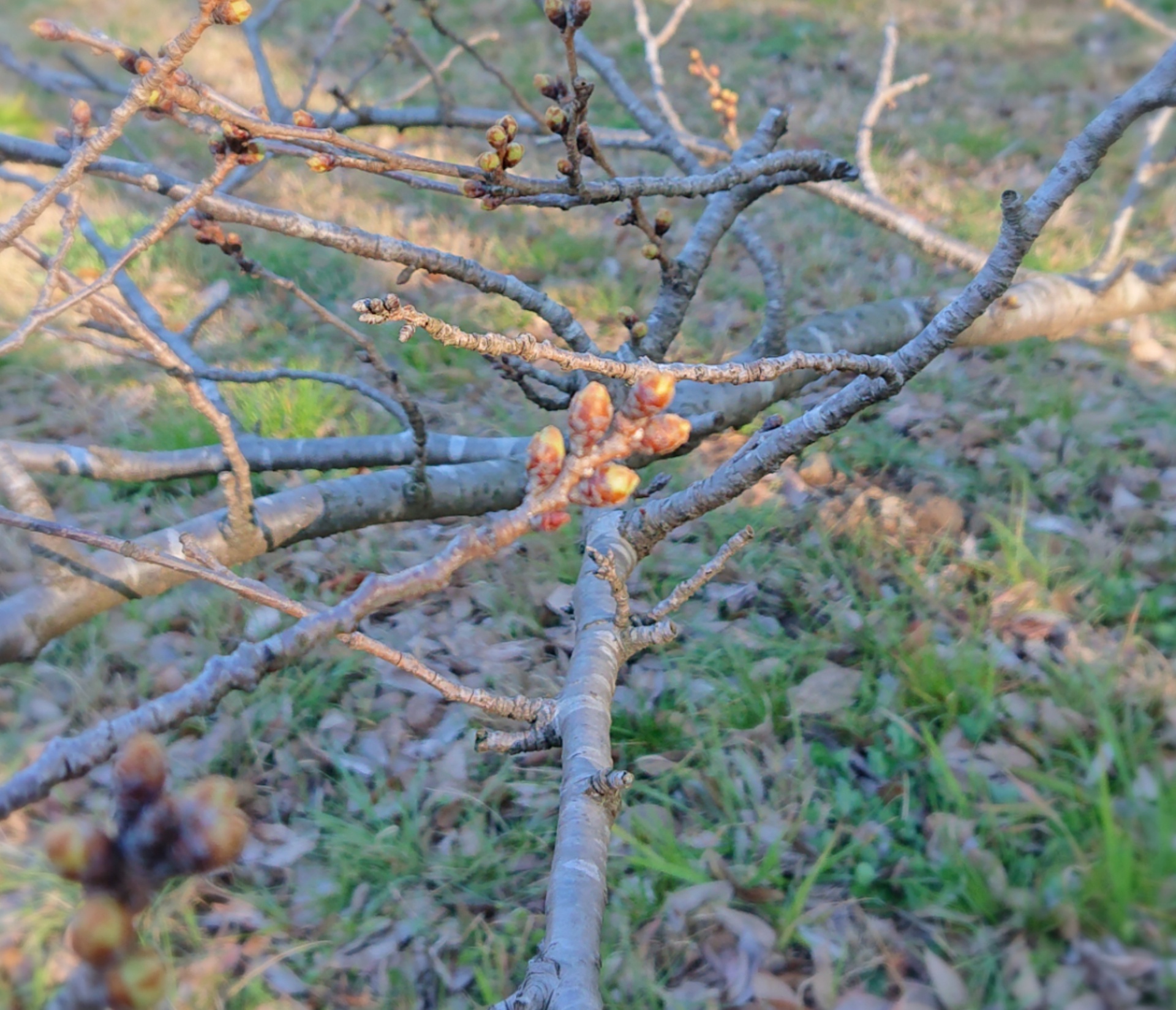 2201903151100080.jpg