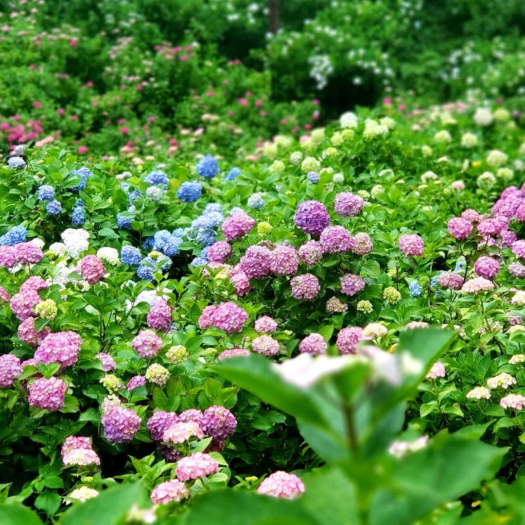 2201906211052230.jpg