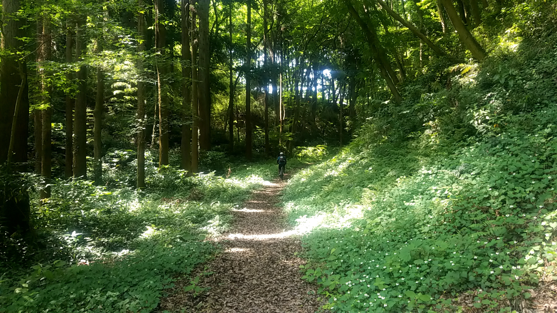 2201906211056350.jpg