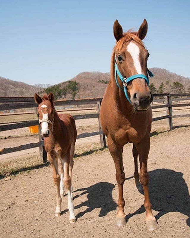 厩務員カメラマン津乗健太の競馬チャンネル